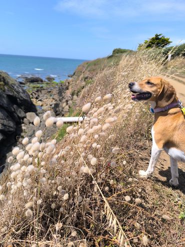 Promenade chien falaises Bretagne, pet sitting garde animaux Morbihan Finistère domicile.