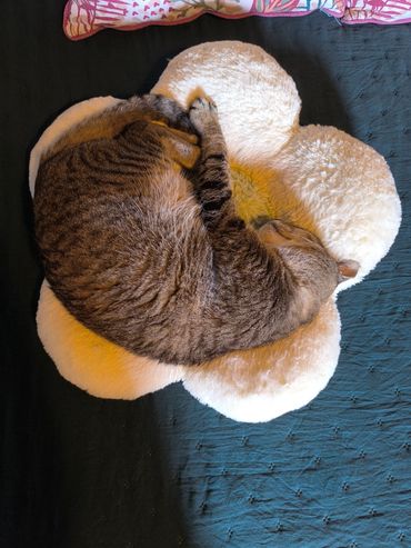 Visite chat à domicile, pet sitting garde félin Morbihan Finistère Quimperlé Bretagne.