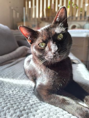 Garde chat à domicile, pet sitting félin NACs Quimperlé Lorient Le Faouët Morbihan.