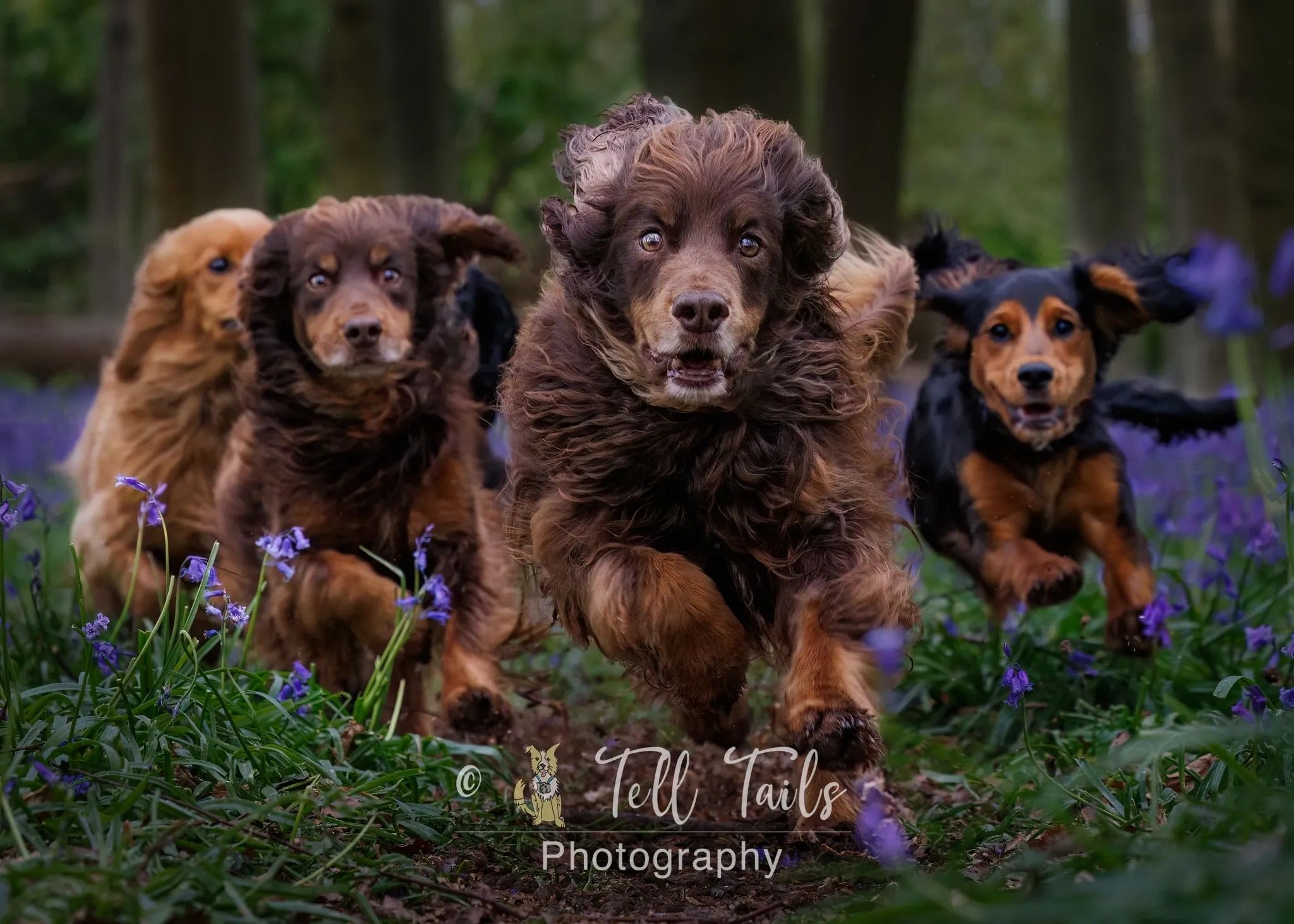 Group of dogs running through a forest with purple flowers.