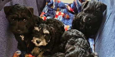 Top miniature schnauzer breeder of Kentucky