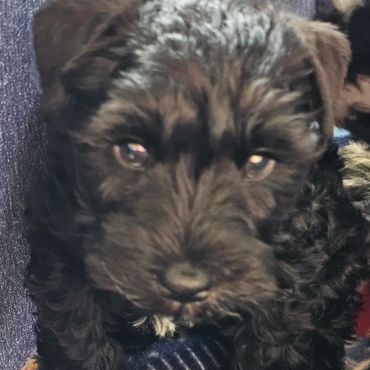 Miniature schnauzer breeder of Alabama