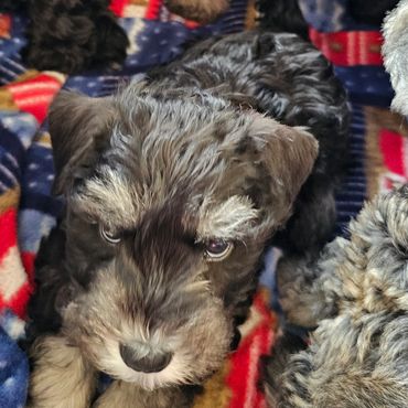 Top miniature schnauzer breeder
