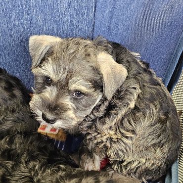 Top miniature schnauzer breeder of Tennessee