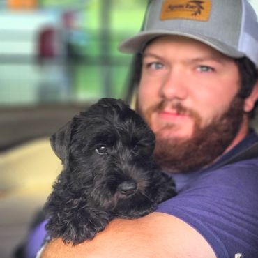 Miniature Schnauzer breeder of Tennessee