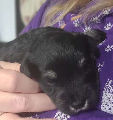 Black/silver miniature schnauzer puppies
 A'Lord Miniature Schnauzer puppies