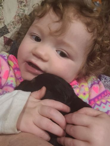 A'Lord Miniature Schnauzer puppies are being 
Socialization