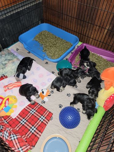 A'Lord Miniature schnauzer puppies 
Litter box training and curriculum 
A'Lord Miniature Schnauzer puppies