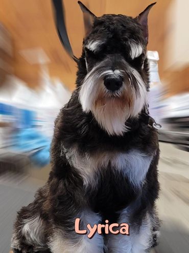 A'Lord Miniature Schnauzer puppies
  A'Lord Heaven's Lyrics