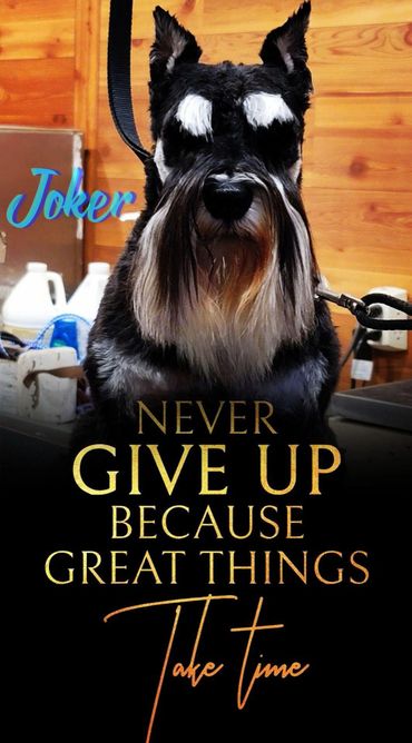 A'Lord Miniature Schnauzer puppies