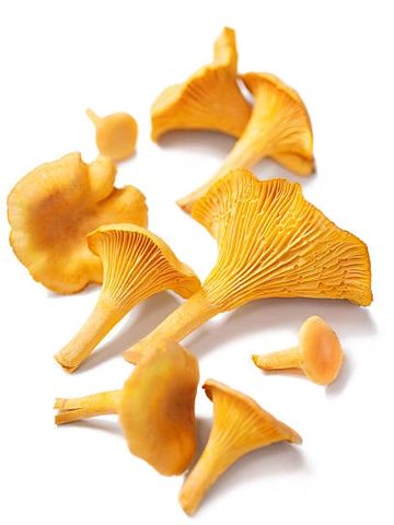 Fresh chanterelle mushrooms, used in Border City Ferments' Chanterelle Vinegar