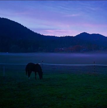 A horse grazing in a misty field at dusk.