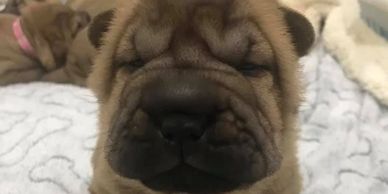 Periwrinkle Shar-Pei Pup