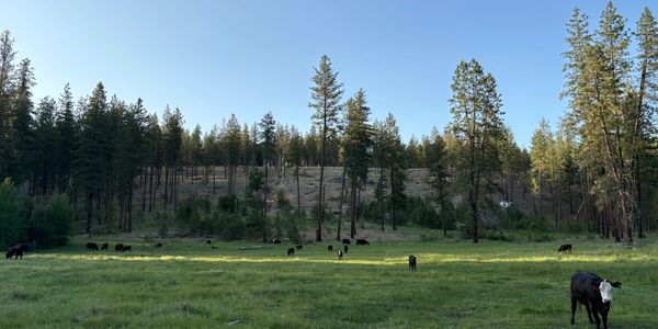 Cows grazing in a green meadow near a pine forest under a clear blue sky.