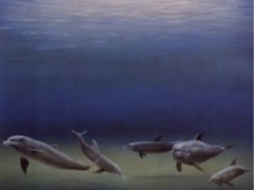 Dolphins single name