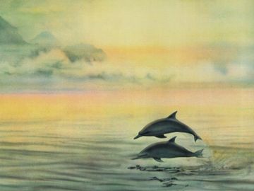 Double Dolphins single name