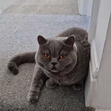 Grey British short hair cat on rug