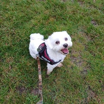 White fluffy dog with red harness and camo lead, sat on the grass