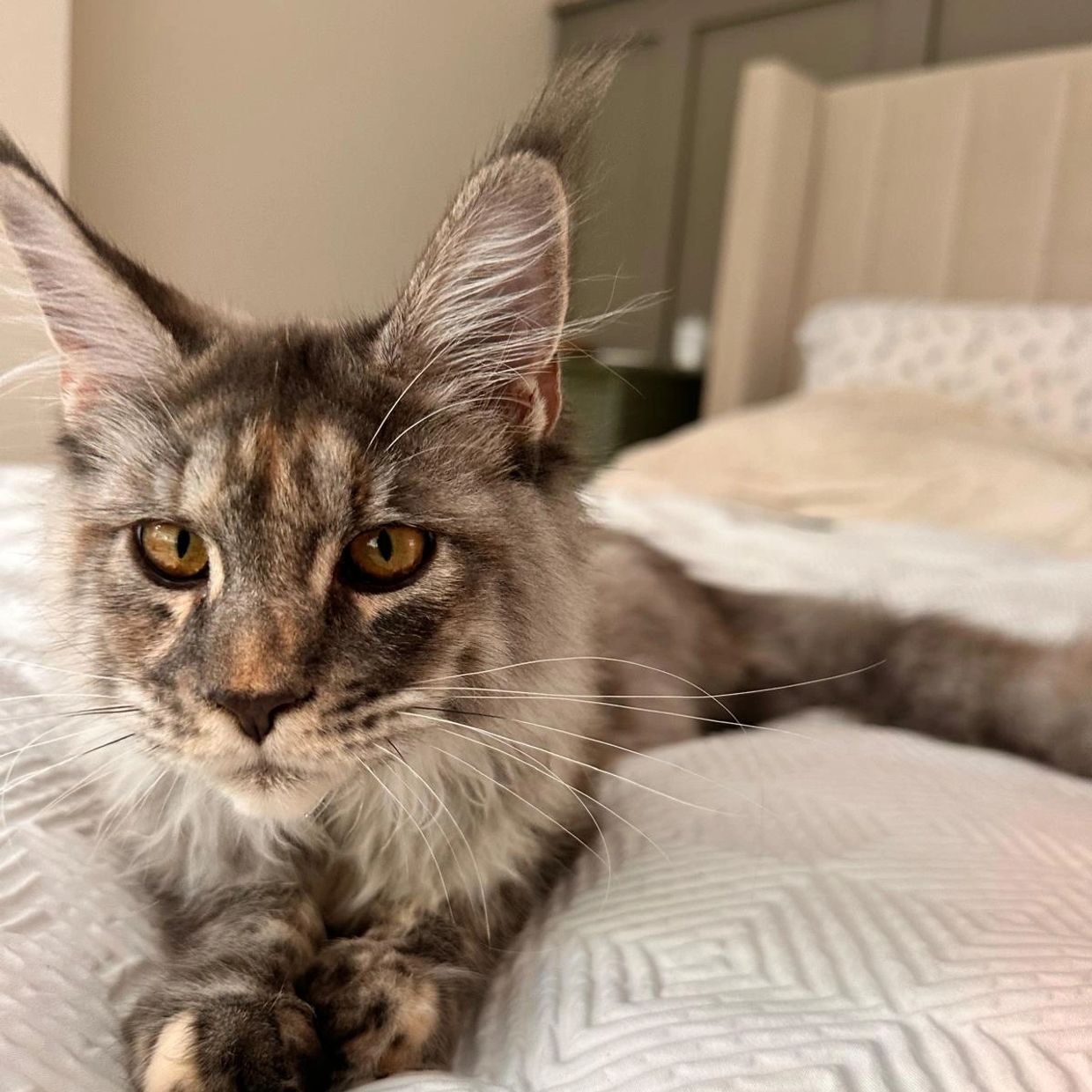 Close-up of a Maine Coon cat on a bed.