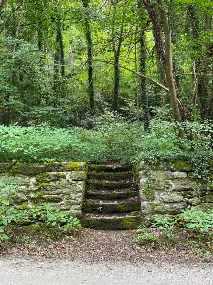 Pathway with stairs to forest