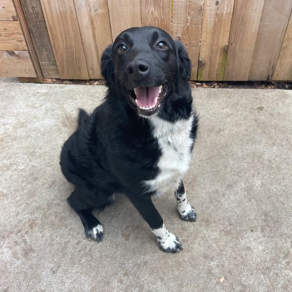 Happy black and white dog sitting on concrete near wooden fence.