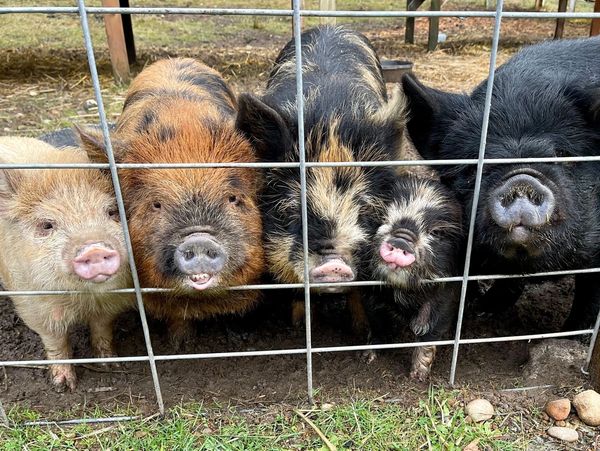 Five piglets of different colors behind a wire fence.
