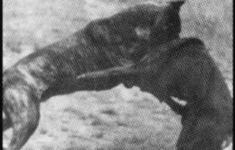 Bandog Swinford's Bantu in a fight with an aggressive Rottweiler.