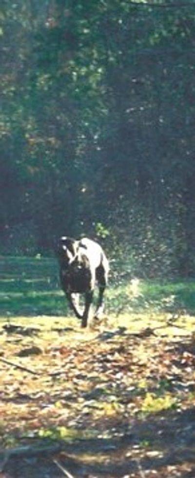 Leviathan in 2001 - a foundation dog at American Sentinel K9, Protection bandog, American bandog