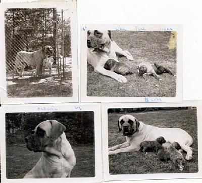 Octavia, Bantu's mother, was an EM, Sire was Jack Kelly's Bobtail Buddy 2xw. Swinford Bandog