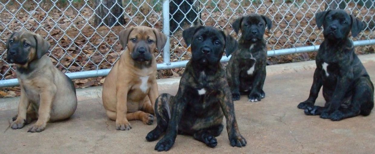 Bandog puppies (a photo from 2004 of pups from American Sentinel K9, LLC)