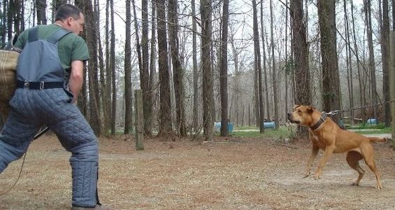 Bandog - American Sentinel Reaper being evaluated for protection work