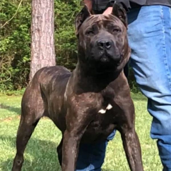 ASC's Rogue - a large and powerful female American Sentinel K9 Bandog.