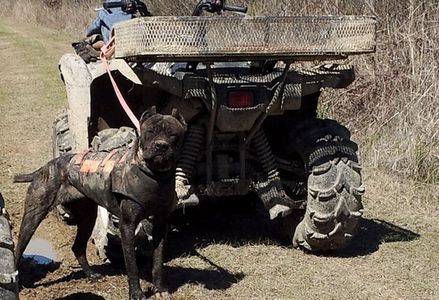 American Sentinel Bandog hog hunt