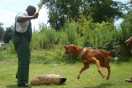 ASC's Tate - American Sentinel K9 bandog. Family companion guardian and hog catch bandogs.