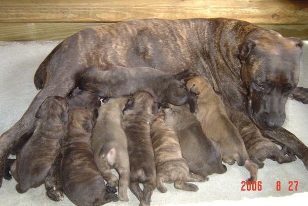 ASC's Bullette with 10 pups