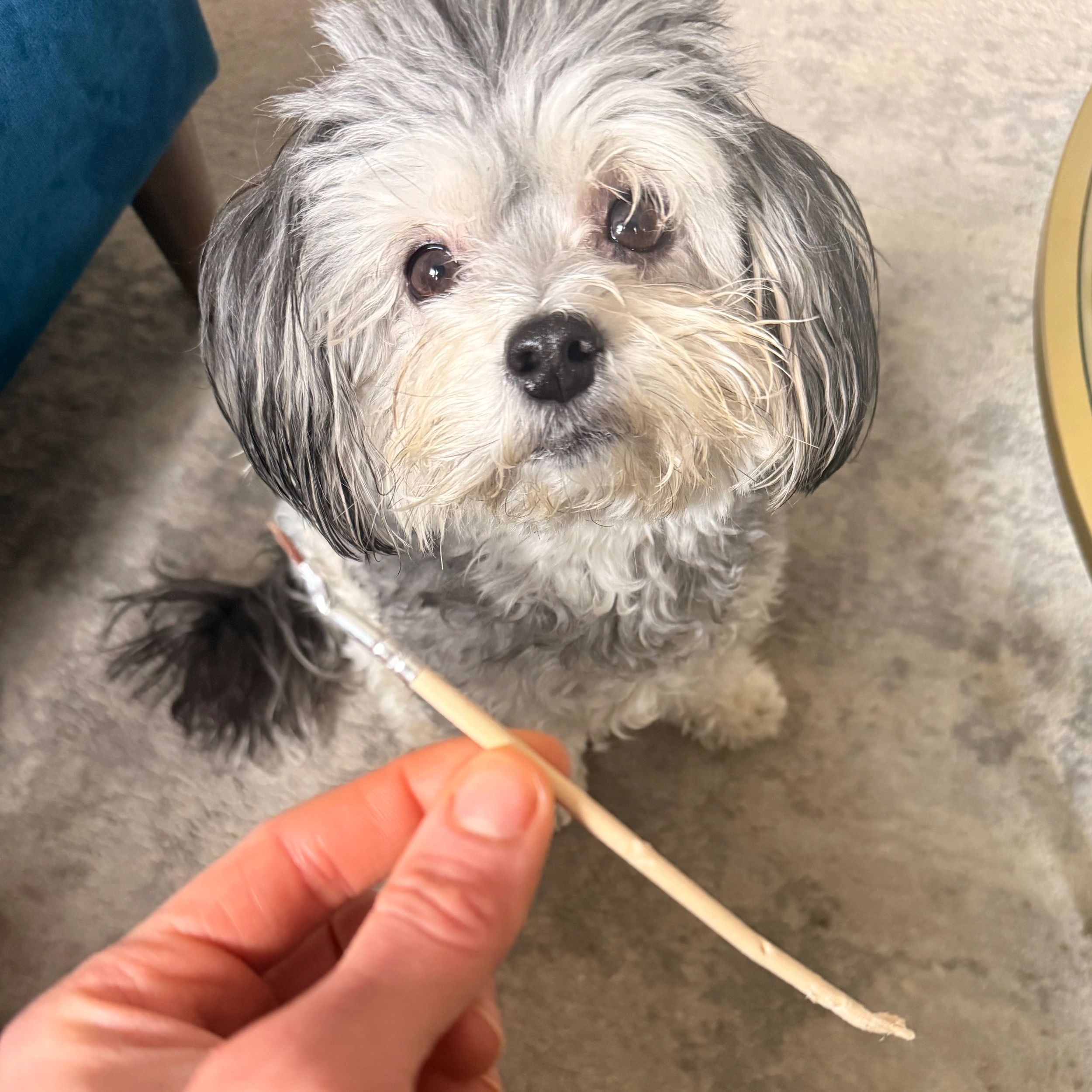 Small dog curiously looking at a paintbrush held by a hand.