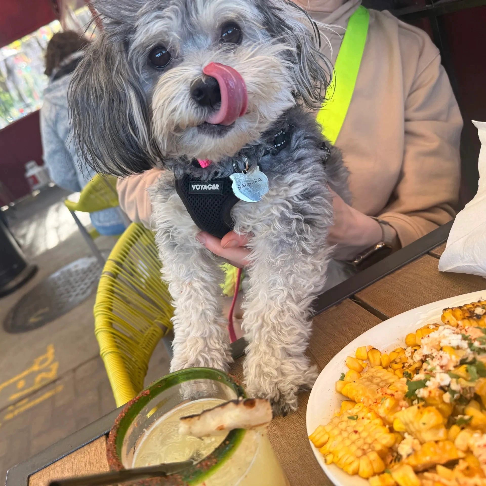 Small dog named Barbara licking its nose at a restaurant table.