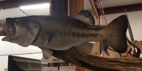 We offer fish replicas.