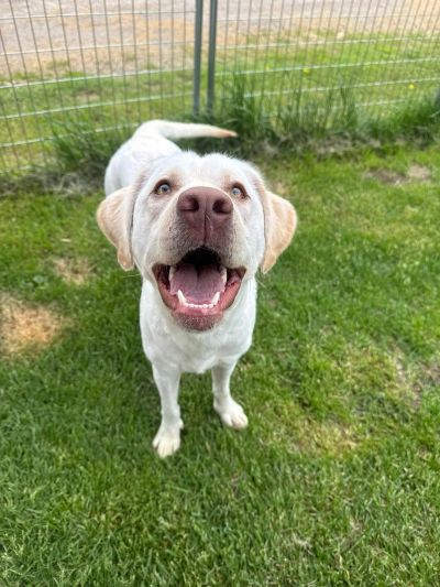 Happy white dog looking up with mouth open on green grass.