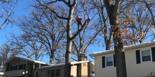 Tree trimming near me, Tree trimming in moline, tree trimming in quad cities, tree trimming company