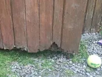 A wooden fence with a hole near the bottom and a tennis ball on gravel.