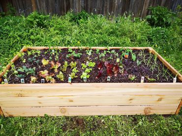 Grow Your Own Produce - The Little Garden Company