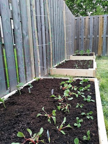 Grow Your Own Produce - The Little Garden Company