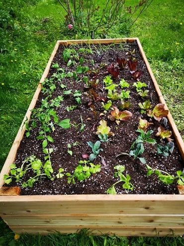 Grow Your Own Produce - The Little Garden Company