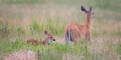 Doe with fawn in grassy field wildlife viewing