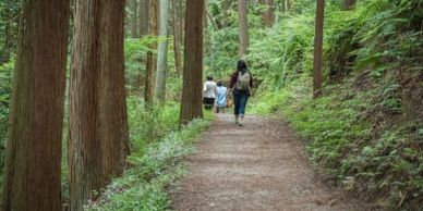 Forest Therapy people walking on a forest trail.