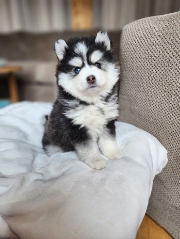Black and White Wooly Pomsky puppy