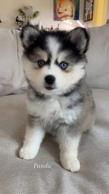 Silver and gray Pomsky puppy