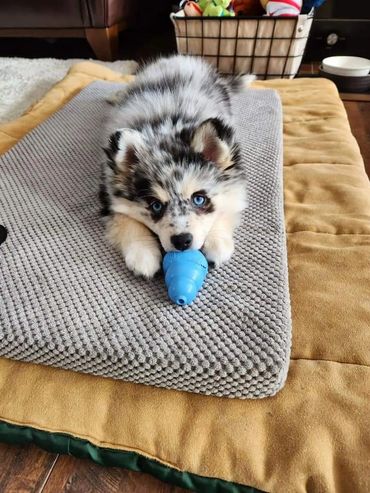 Merle Pomsky and a toy