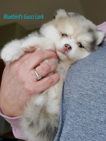 Adorable merle Pomsky puppy snuggles